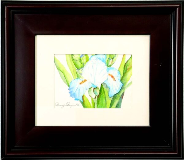 Baby Blue Iris | Penny Pepin